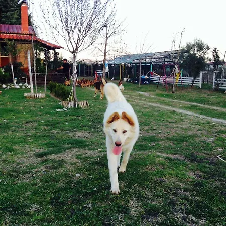 Family & Pet Friendly House